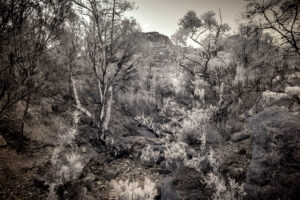 Arkaroo Rock Trail, Flinders Ranges SA (II)