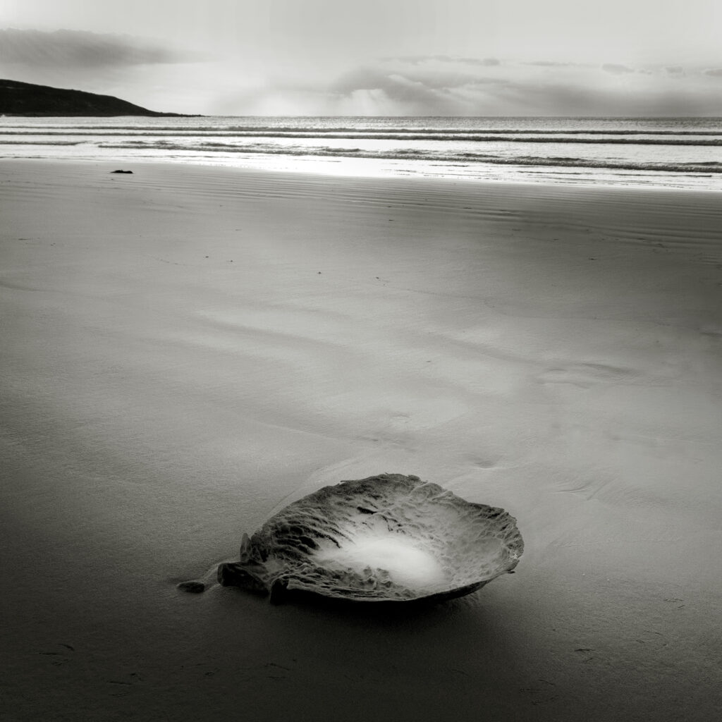 John Gitsham. 2021. Sea Sponge on Beach at Sunset